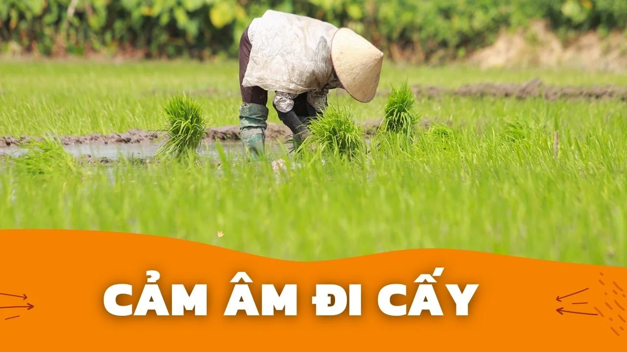 Cảm Âm Đi Cấy | Sáo C5 | Sáo Trúc Hoàng Anh Chuẩn Nhất